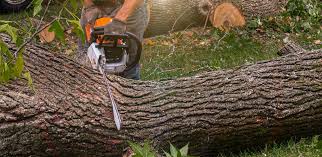 Best Tree Removal  in Mount Washington, KY