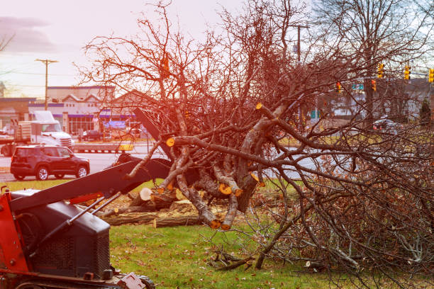 Best Fruit Tree Pruning  in Mount Washington, KY