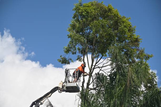 Best Commercial Tree Services  in Mount Washington, KY